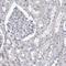 Eva-1 Homolog C antibody, NBP1-88937, Novus Biologicals, Immunohistochemistry frozen image 