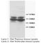 RUNX Family Transcription Factor 2 antibody, orb18130, Biorbyt, Western Blot image 
