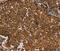 Kinesin Family Member 20A antibody, MBS2519477, MyBioSource, Immunohistochemistry frozen image 