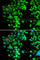 Phytanoyl-CoA Dioxygenase Domain Containing 1 antibody, A7208, ABclonal Technology, Immunofluorescence image 