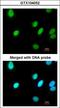 Replication Factor C Subunit 4 antibody, LS-C185585, Lifespan Biosciences, Immunocytochemistry image 