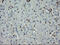 GTPase, IMAP Family Member 4 antibody, M10738, Boster Biological Technology, Immunohistochemistry paraffin image 