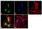 Di-Methyl-Histone H3 antibody, 720098, Invitrogen Antibodies, Immunofluorescence image 