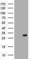 RAB24, Member RAS Oncogene Family antibody, TA505647, Origene, Western Blot image 