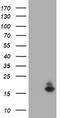 Ataxin 7 Like 1 antibody, TA505711, Origene, Western Blot image 