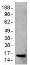 SH2 Domain Containing 1A antibody, 14-9888-82, Invitrogen Antibodies, Western Blot image 