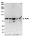 Phosphorylated CTD-interacting factor 1 antibody, A304-711A, Bethyl Labs, Western Blot image 