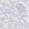 Late Cornified Envelope 6A antibody, HPA046376, Atlas Antibodies, Immunohistochemistry frozen image 