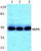 Glutamate-Ammonia Ligase antibody, A03191, Boster Biological Technology, Western Blot image 