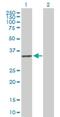 RWD Domain Containing 1 antibody, H00051389-B01P, Novus Biologicals, Western Blot image 