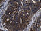 Zinc finger FYVE domain-containing protein 1 antibody, M10083, Boster Biological Technology, Immunohistochemistry paraffin image 