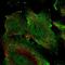 Endothelial cell-specific chemotaxis regulator antibody, HPA063337, Atlas Antibodies, Immunofluorescence image 