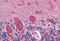 Glutamate Decarboxylase 2 antibody, MBS244350, MyBioSource, Immunohistochemistry frozen image 