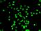Actin-like protein 6B antibody, orb247810, Biorbyt, Immunocytochemistry image 