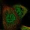 Endosome Associated Trafficking Regulator 1 antibody, NBP1-82507, Novus Biologicals, Immunofluorescence image 