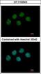 Negative elongation factor B antibody, GTX102043, GeneTex, Immunofluorescence image 
