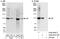 Integrator complex subunit 3 antibody, A302-050A, Bethyl Labs, Immunoprecipitation image 