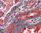 Beta-centractin antibody, NB100-1424, Novus Biologicals, Immunohistochemistry frozen image 