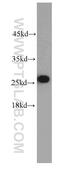 Ras-related protein Rab-27A antibody, 66058-1-Ig, Proteintech Group, Western Blot image 