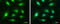 Capping Actin Protein, Gelsolin Like antibody, GTX114301, GeneTex, Immunofluorescence image 