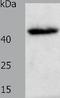 E2F Transcription Factor 2 antibody, TA322797, Origene, Western Blot image 