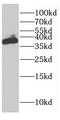 Family With Sequence Similarity 76 Member A antibody, FNab02995, FineTest, Western Blot image 