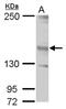 Jumonji And AT-Rich Interaction Domain Containing 2 antibody, PA5-78032, Invitrogen Antibodies, Western Blot image 