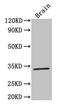 CD142 antibody, CSB-PA007928LA01HU, Cusabio, Western Blot image 
