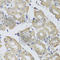 Bisphosphoglycerate mutase antibody, A7880, ABclonal Technology, Immunohistochemistry paraffin image 
