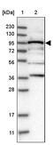 Ribosomal RNA Processing 1B antibody, PA5-54179, Invitrogen Antibodies, Western Blot image 