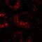 Calnexin antibody, GTX22798, GeneTex, Immunofluorescence image 