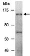 Leucine Rich Repeats And Immunoglobulin Like Domains 1 antibody, orb67304, Biorbyt, Western Blot image 