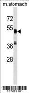 Required For Meiotic Nuclear Division 5 Homolog A antibody, 59-462, ProSci, Western Blot image 