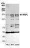 WAPL Cohesin Release Factor antibody, NB100-552, Novus Biologicals, Western Blot image 