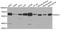 Histone Deacetylase 1 antibody, orb129627, Biorbyt, Western Blot image 