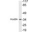Homeobox protein Hox-B4 antibody, LS-C199888, Lifespan Biosciences, Western Blot image 