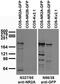 GluN2A antibody, 73-288, Antibodies Incorporated, Western Blot image 