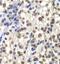 Centromere Protein C antibody, FNab01584, FineTest, Immunohistochemistry frozen image 