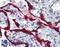 Fibrillin 1 antibody, LS-B6083, Lifespan Biosciences, Immunohistochemistry frozen image 