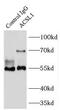 Acyl-CoA Synthetase Long Chain Family Member 1 antibody, FNab00106, FineTest, Immunoprecipitation image 