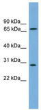 Semenogelin-2 antibody, TA346340, Origene, Western Blot image 