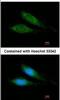 Mitochondrial Ribosomal Protein S27 antibody, NBP2-19414, Novus Biologicals, Immunofluorescence image 