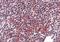 Zinc Finger Protein 687 antibody, NBP2-41128, Novus Biologicals, Immunohistochemistry paraffin image 