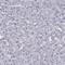 Zinc Finger Protein 541 antibody, HPA076453, Atlas Antibodies, Immunohistochemistry paraffin image 