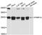 FKBP Prolyl Isomerase 14 antibody, LS-C748282, Lifespan Biosciences, Western Blot image 