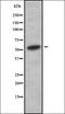 V-type proton ATPase subunit H antibody, orb378443, Biorbyt, Western Blot image 
