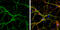 Syntaxin 1A antibody, GTX113559, GeneTex, Immunocytochemistry image 