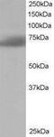 SH3 Domain Binding Protein 1 antibody, PA1-31008, Invitrogen Antibodies, Western Blot image 