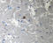 Tau, 210-230 antibody, 806404, BioLegend, Western Blot image 