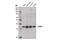U2 Small Nuclear RNA Auxiliary Factor 1 antibody, 13705S, Cell Signaling Technology, Western Blot image 